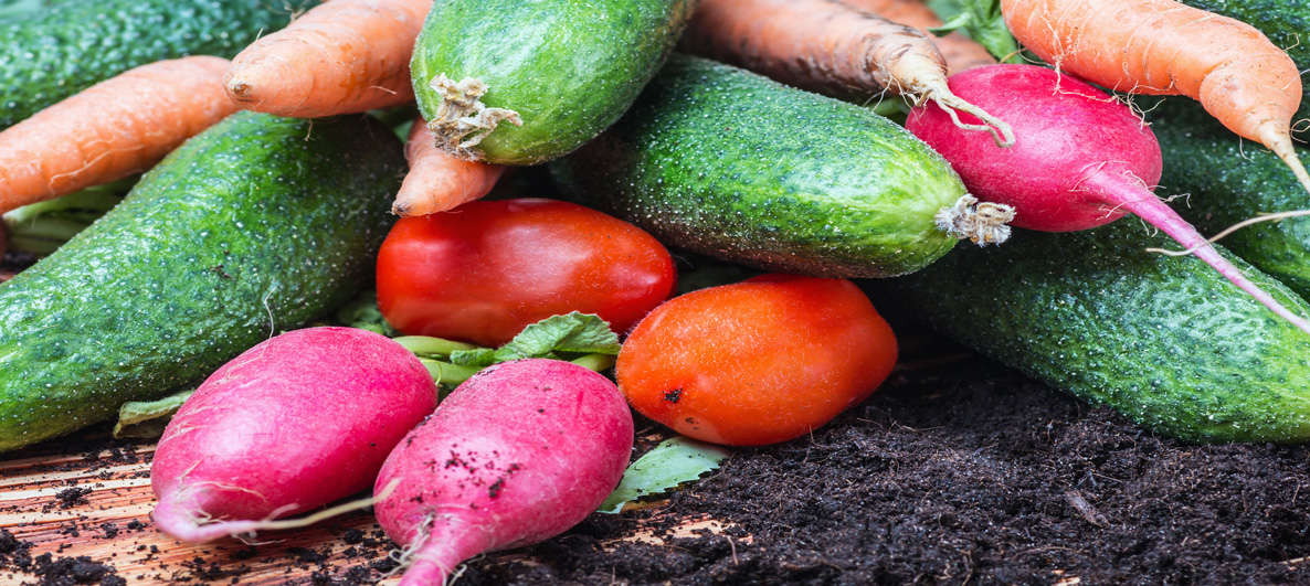 Fresh picked garden veggies